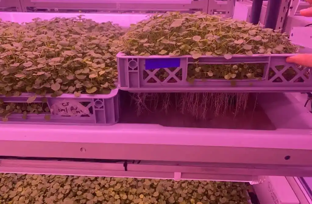 vertical farm, plants, lettus grow