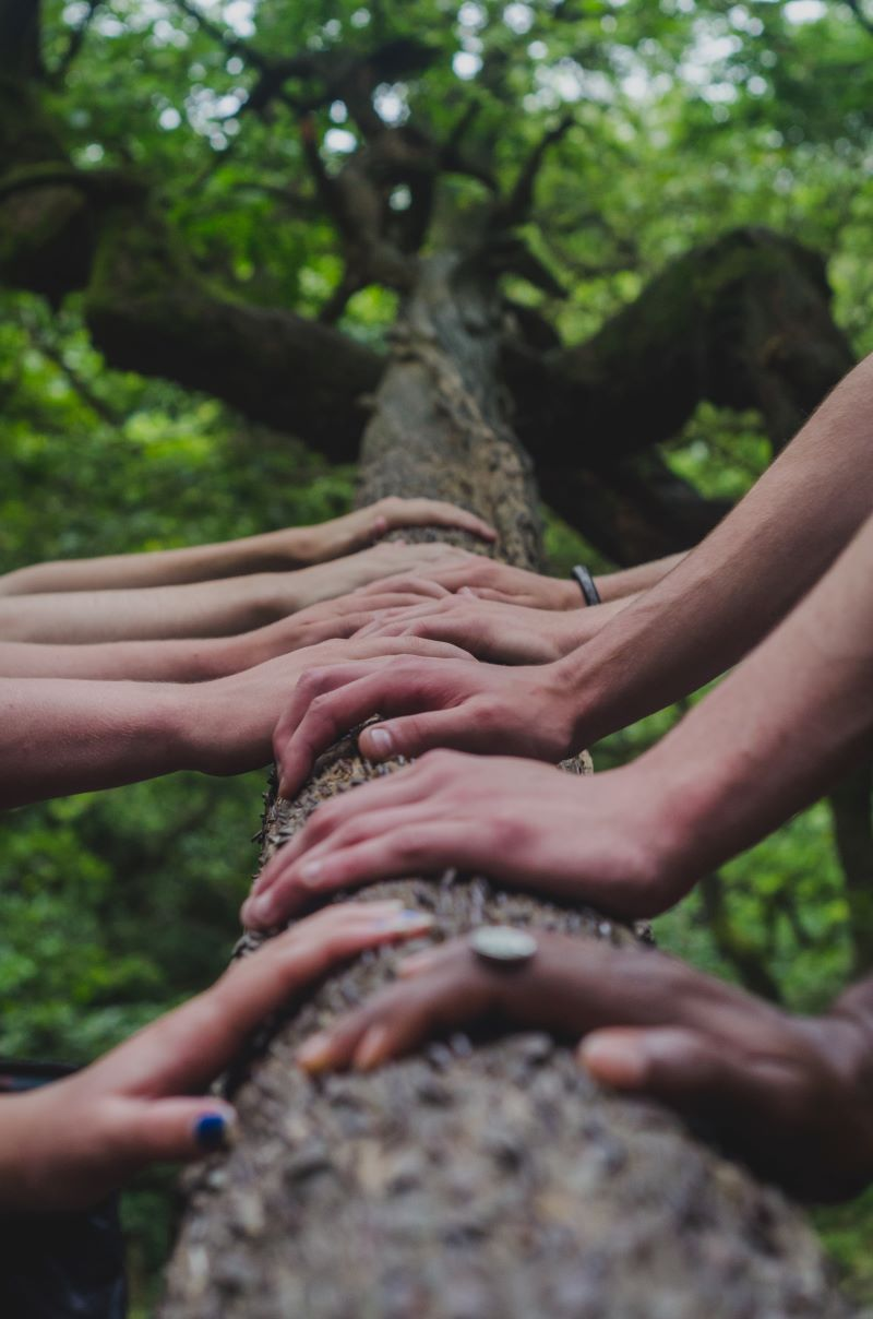 Hands all touching a tree
