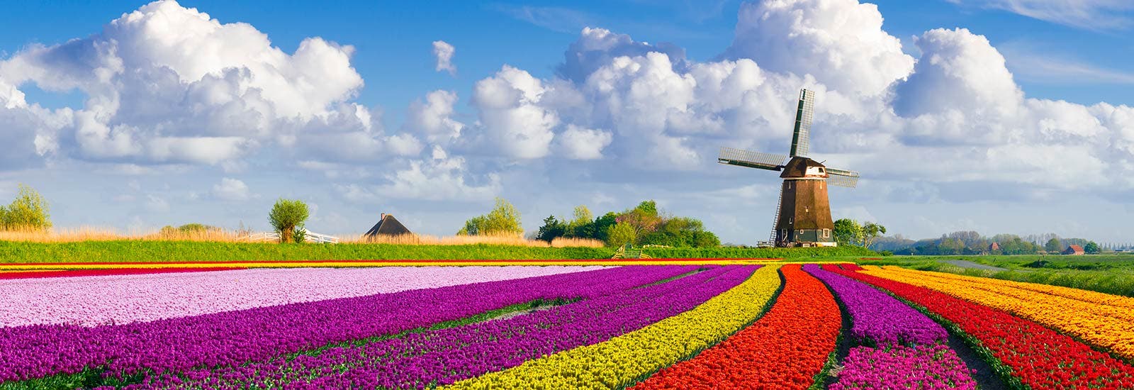 Windmill and tulip fields in Holland