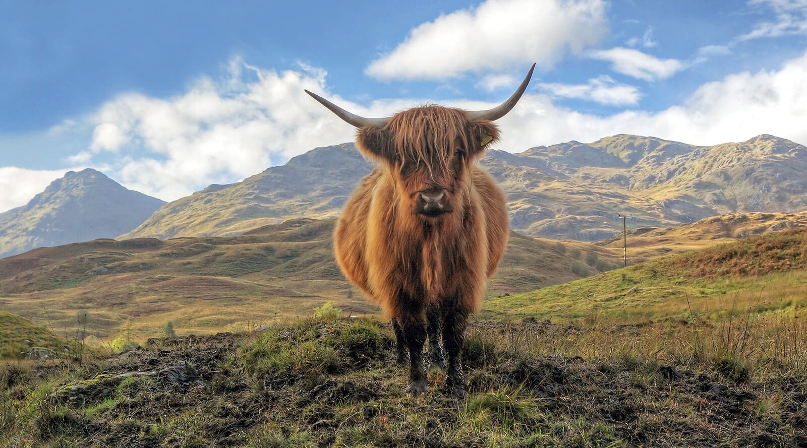 Highland cow in the Trossachs