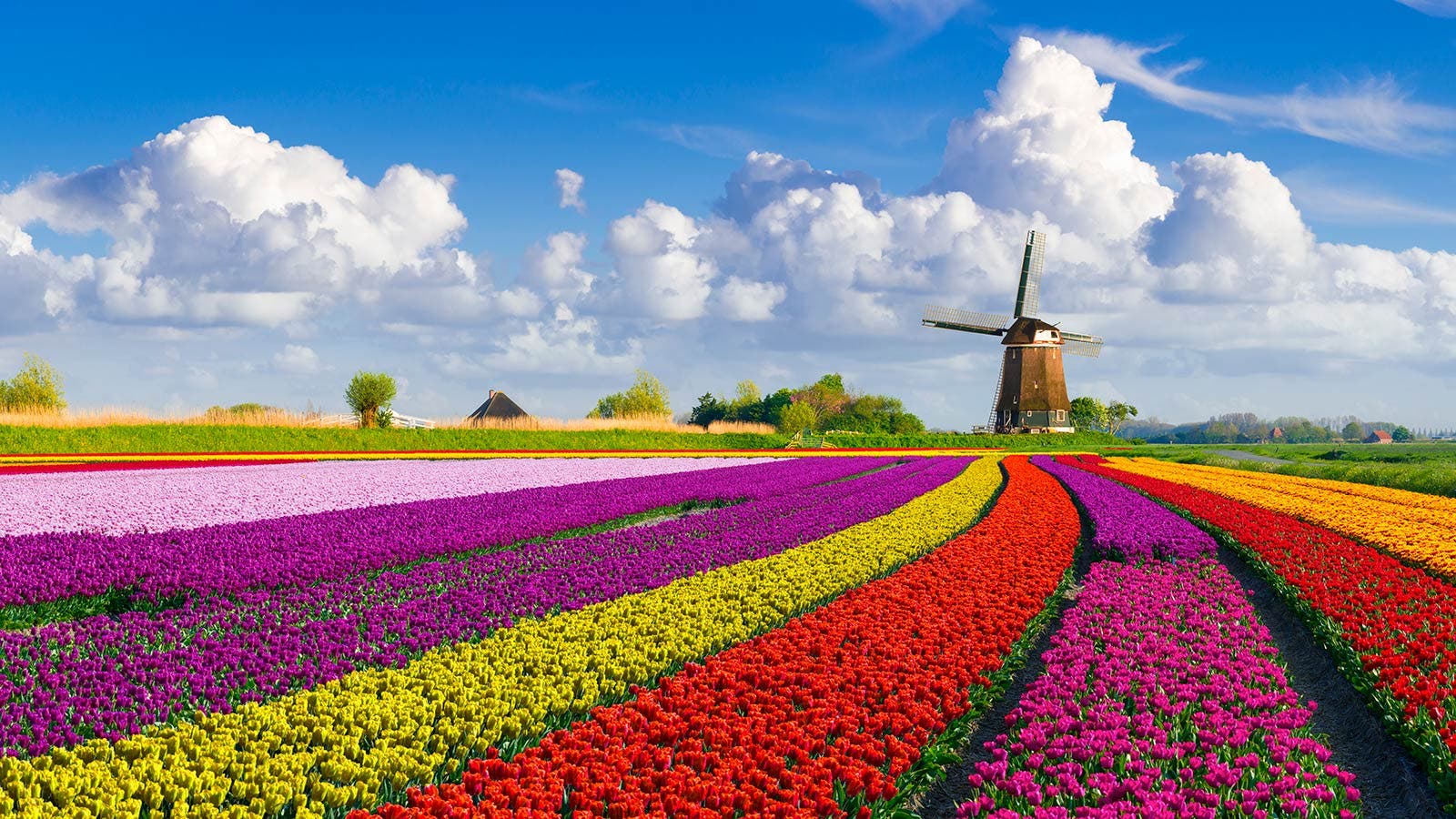 Tulips are grown in huge numbers between April and May