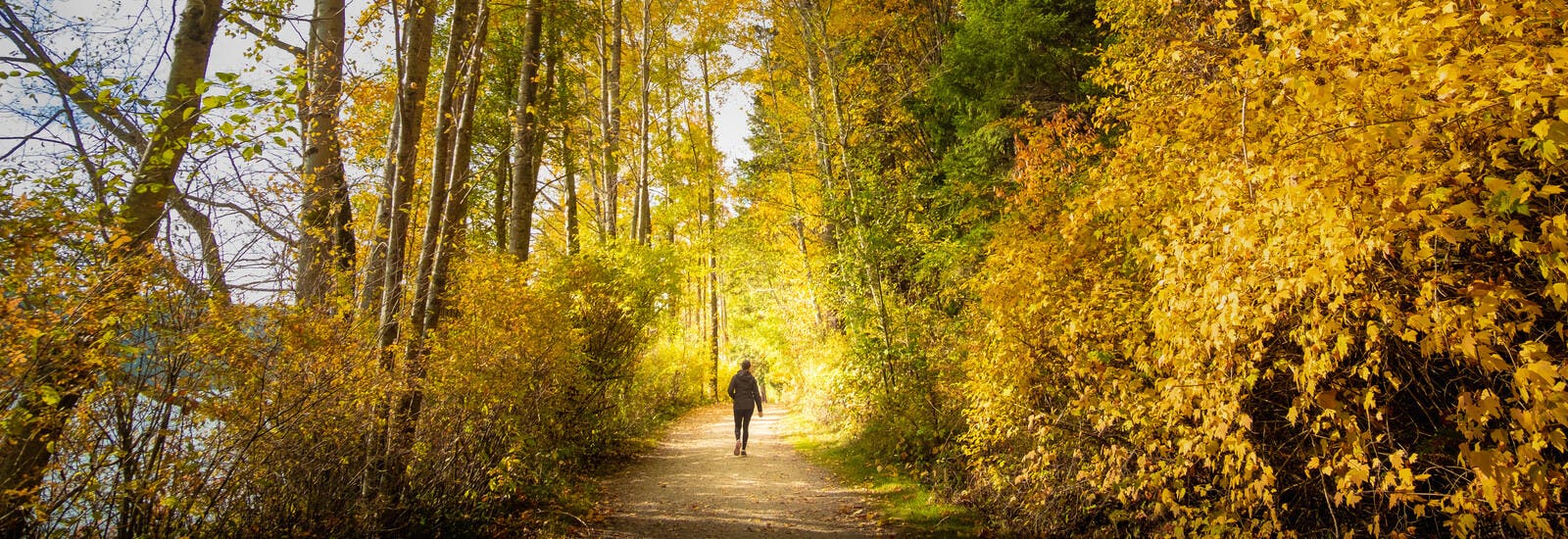 Student walking on forest path