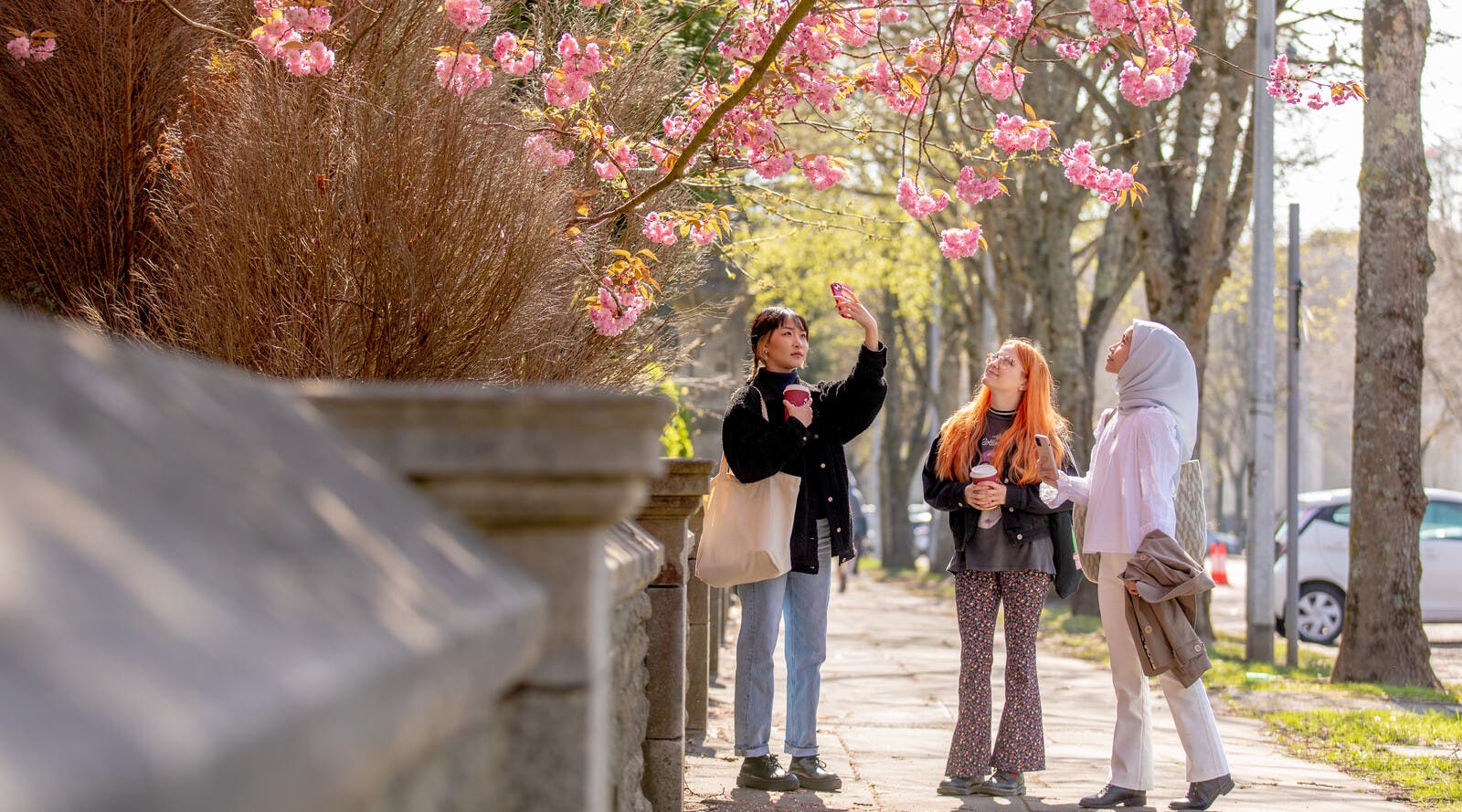 Students taking a photo underneath a blossoming tree