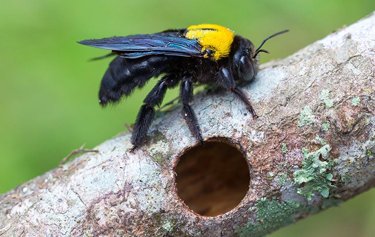 carpenter bee next to a hole