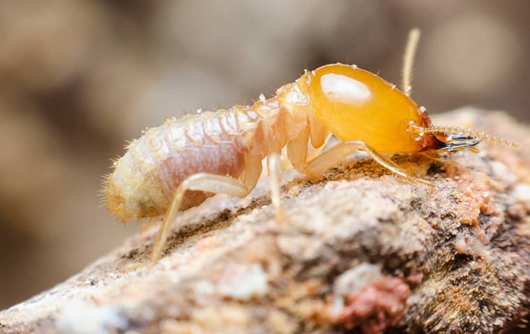 a big termite on wood