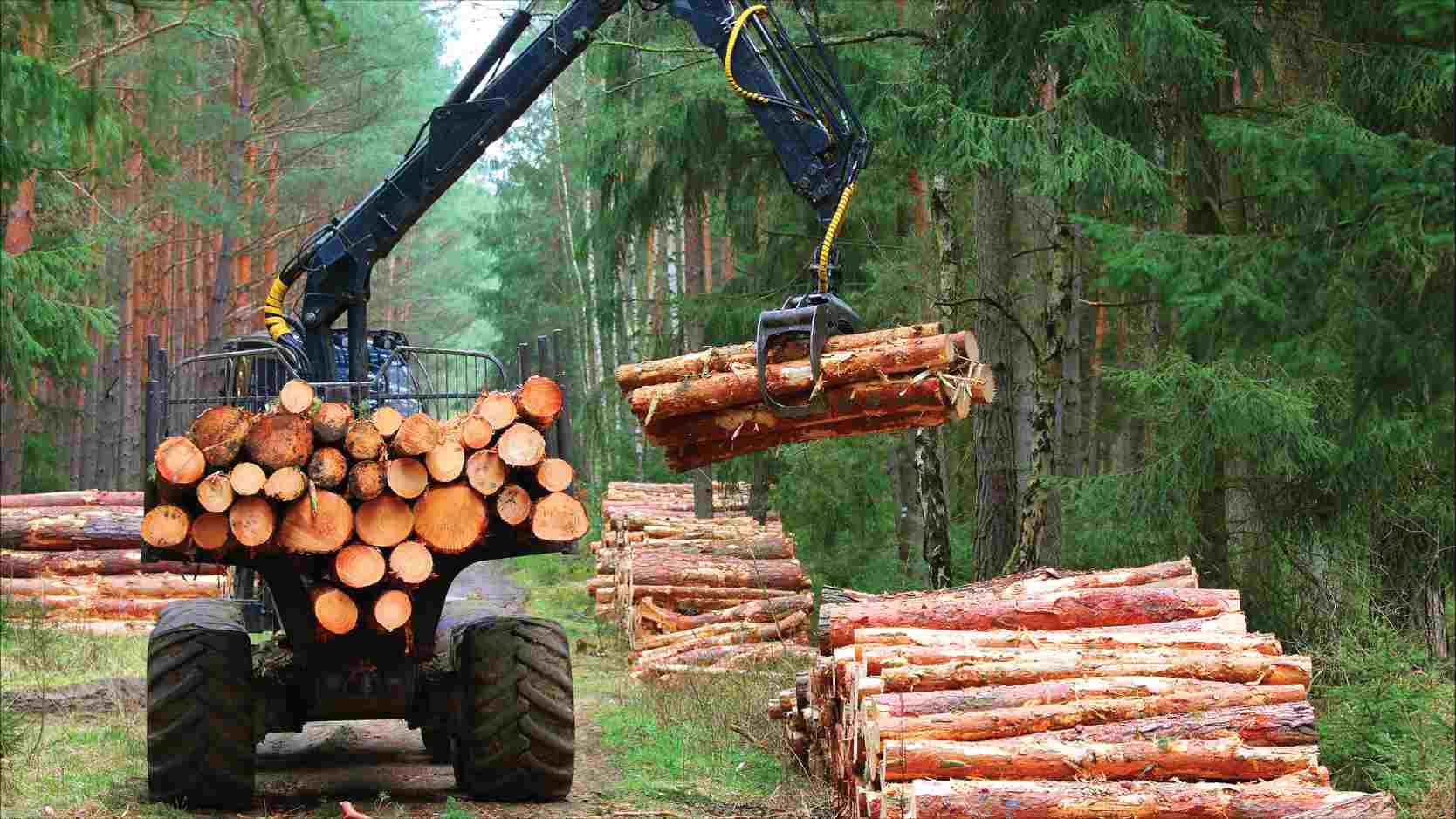 Texcan - Industries - Natural Resources - Forestry.jpg