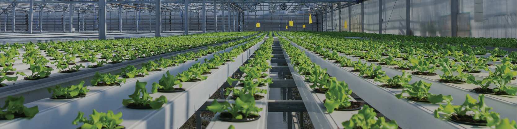 Leafy greens being grown in a hydroponic greenhouse