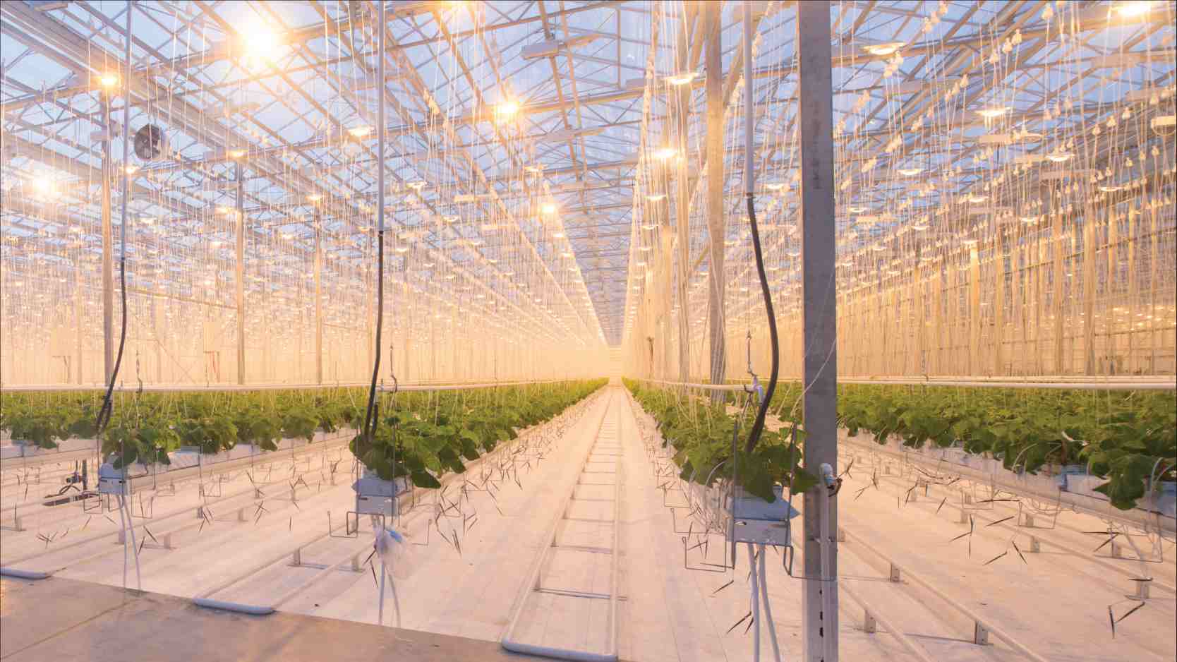 Texcan - Industries - Agriculture - Hydroponics