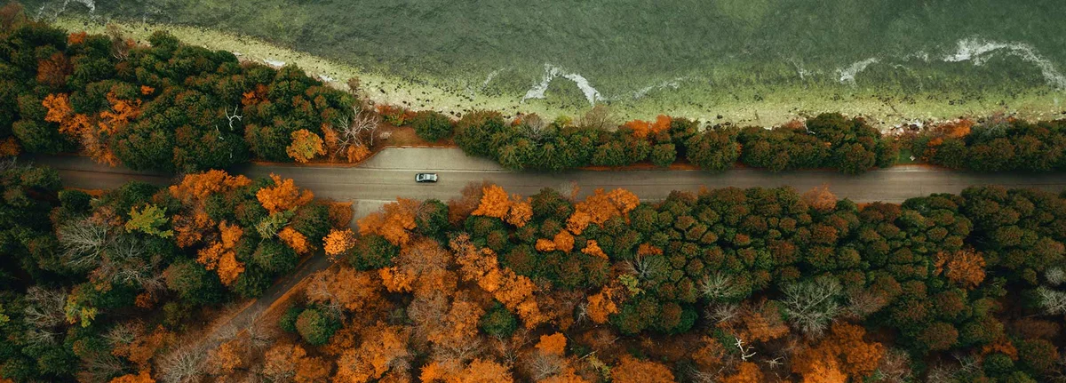 Forest near Lake Superior, Michigan U.S.A