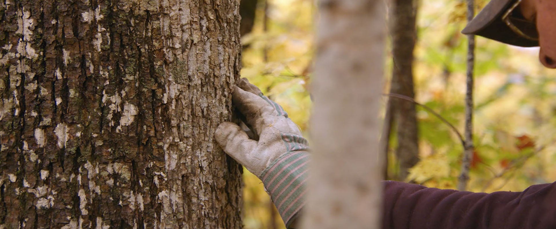 Man touching Basswood tree in forest