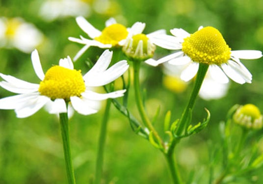 German chamomile