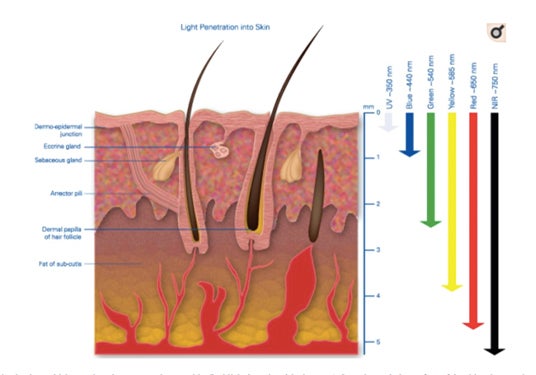 Light Therapy Penetration