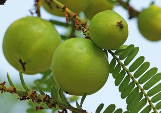 Indian gooseberry