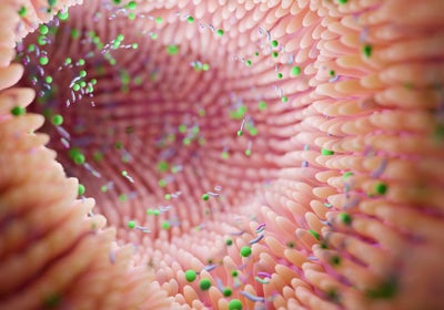 Microbiome intestine factories and microbiota