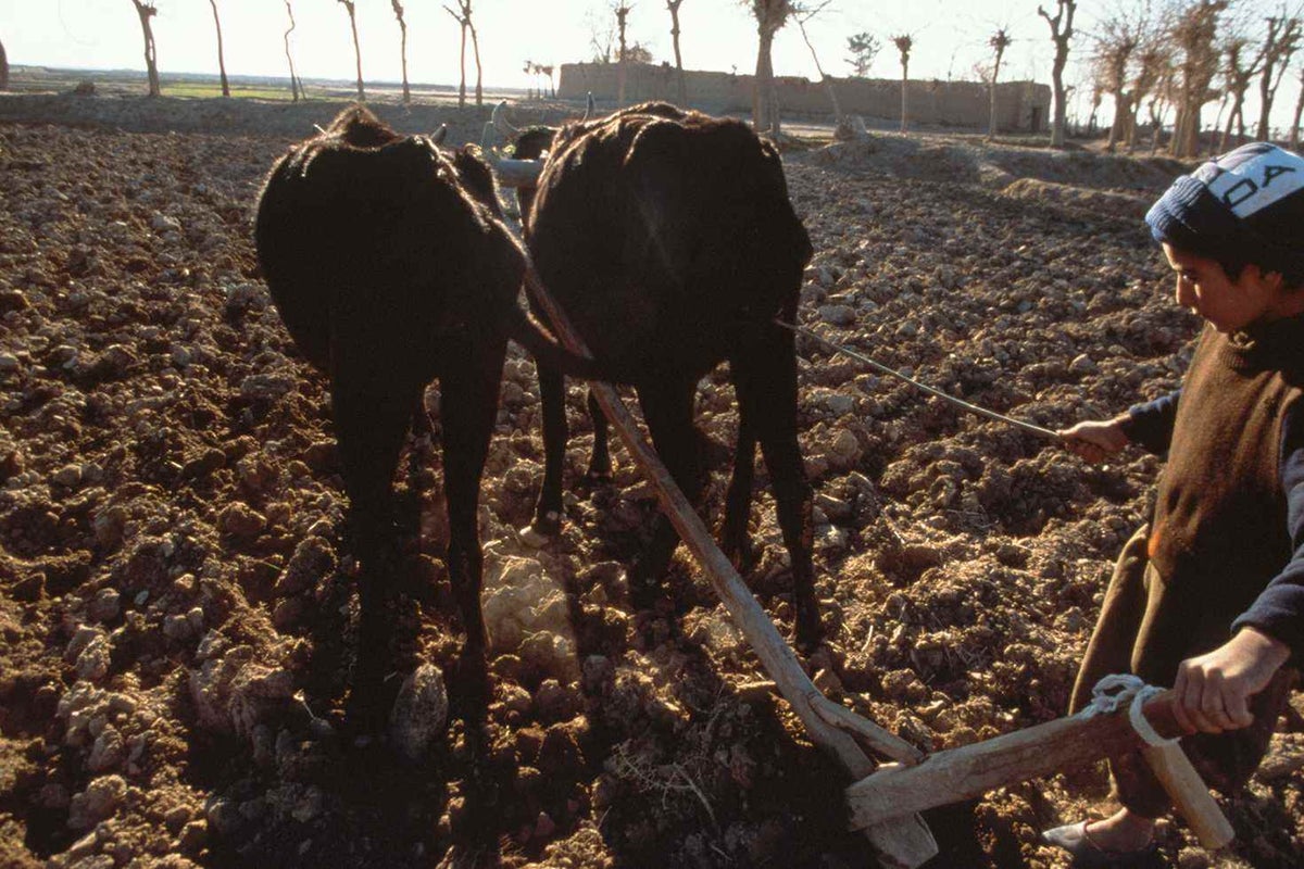 A boy driving a pair of oxen ploughs a field in the village of Jabrail, 10 km from the western city of Herat in 2000.