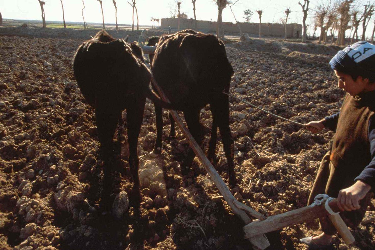 A boy driving a pair of oxen ploughs a field in the village of Jabrail, 10 km from the western city of Herat in 2000. 