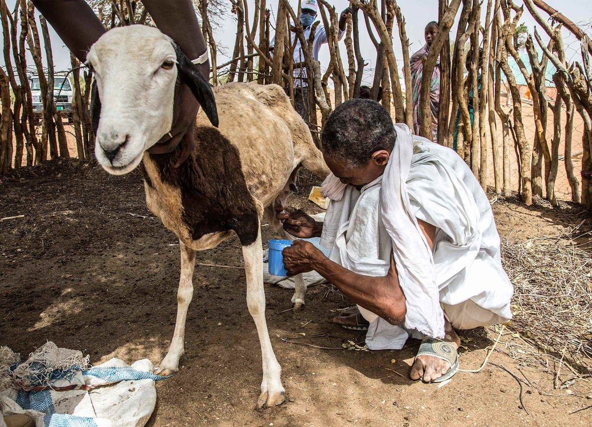 A man milks a goat in Mauritania.
