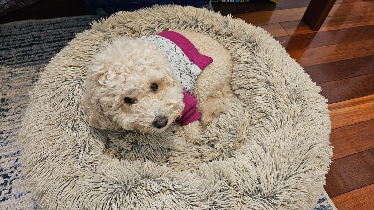 A little dog sitting on his mat.