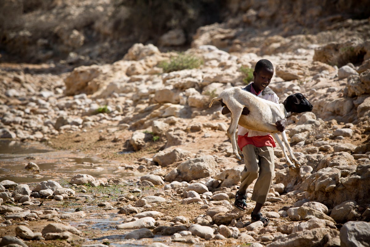 Boy carrying goat