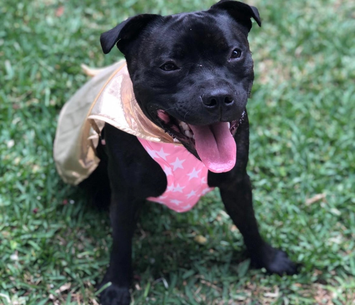 A dog dressed up in a cape
