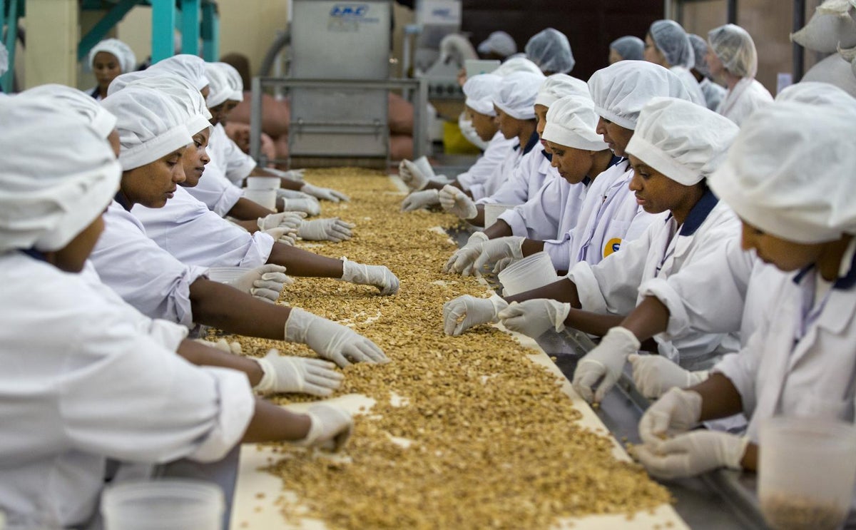 Peanuts are carefully sorted for the production of ready-to-use therapeutic food in Ethiopia.