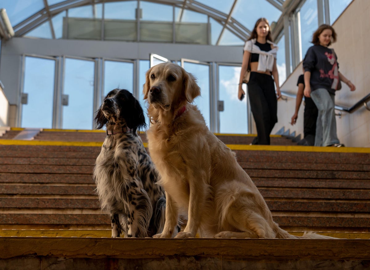 Julie the golden retriever and Petra the English setter sit on steps leading into an underground metro station. 