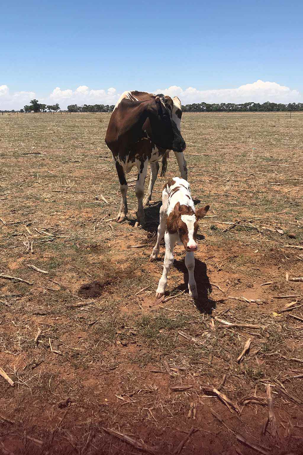 Hayley's parents have had to destock and put their farm on the market due to the lack of water and zero water allocation.  