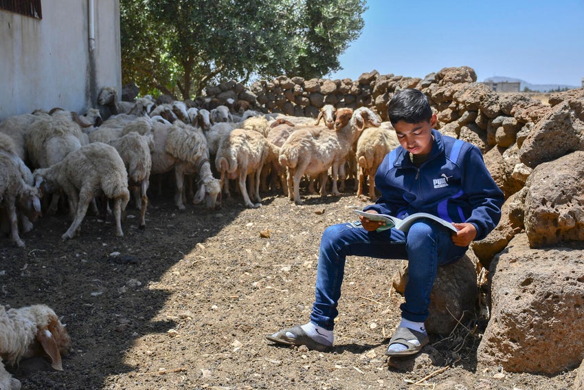 Young Syrian boy reading his school books while herding sheep.