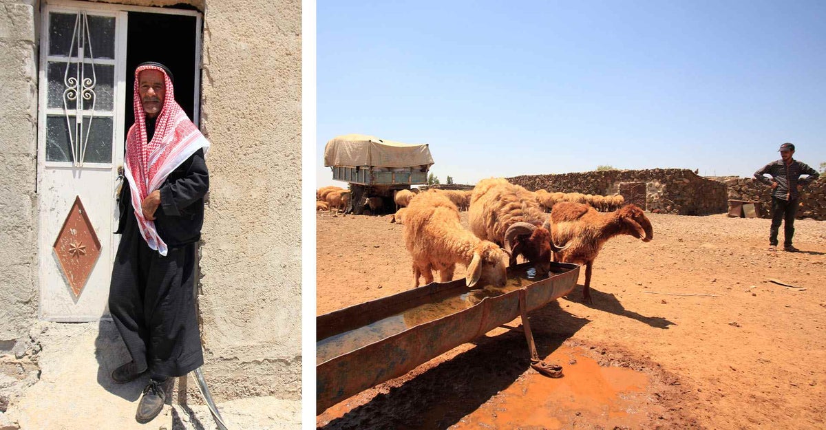 Right, Yousef head of his village in rural Dara’a, southwest Syria. Left, sheep herding is the main source of income in Lajat.