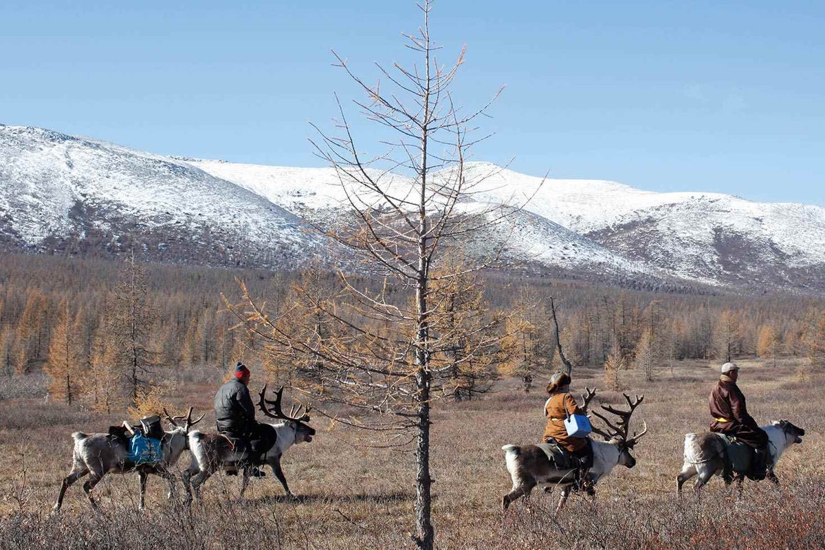 Measles and rubella vaccinators travel by reindeer to a remote area in Tsagaannur.