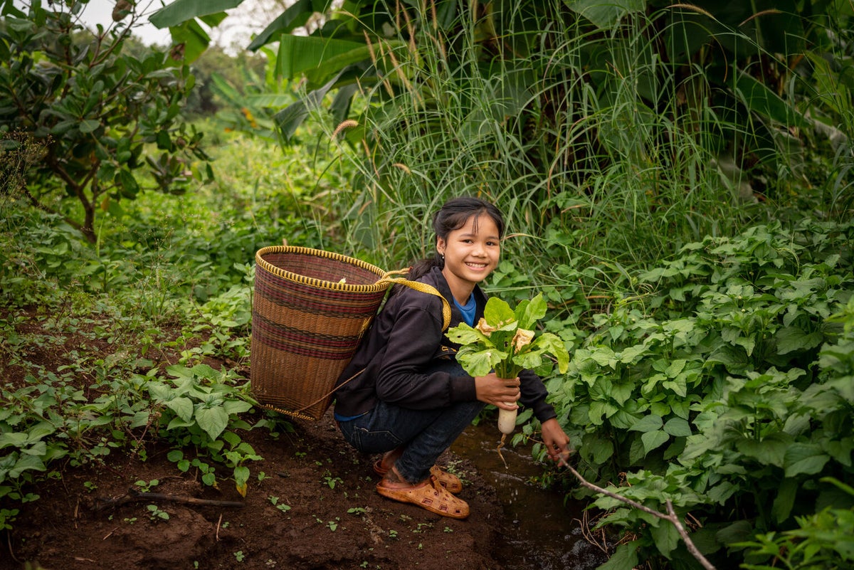 A young girl with a basket on her back is harvesting vegetables.