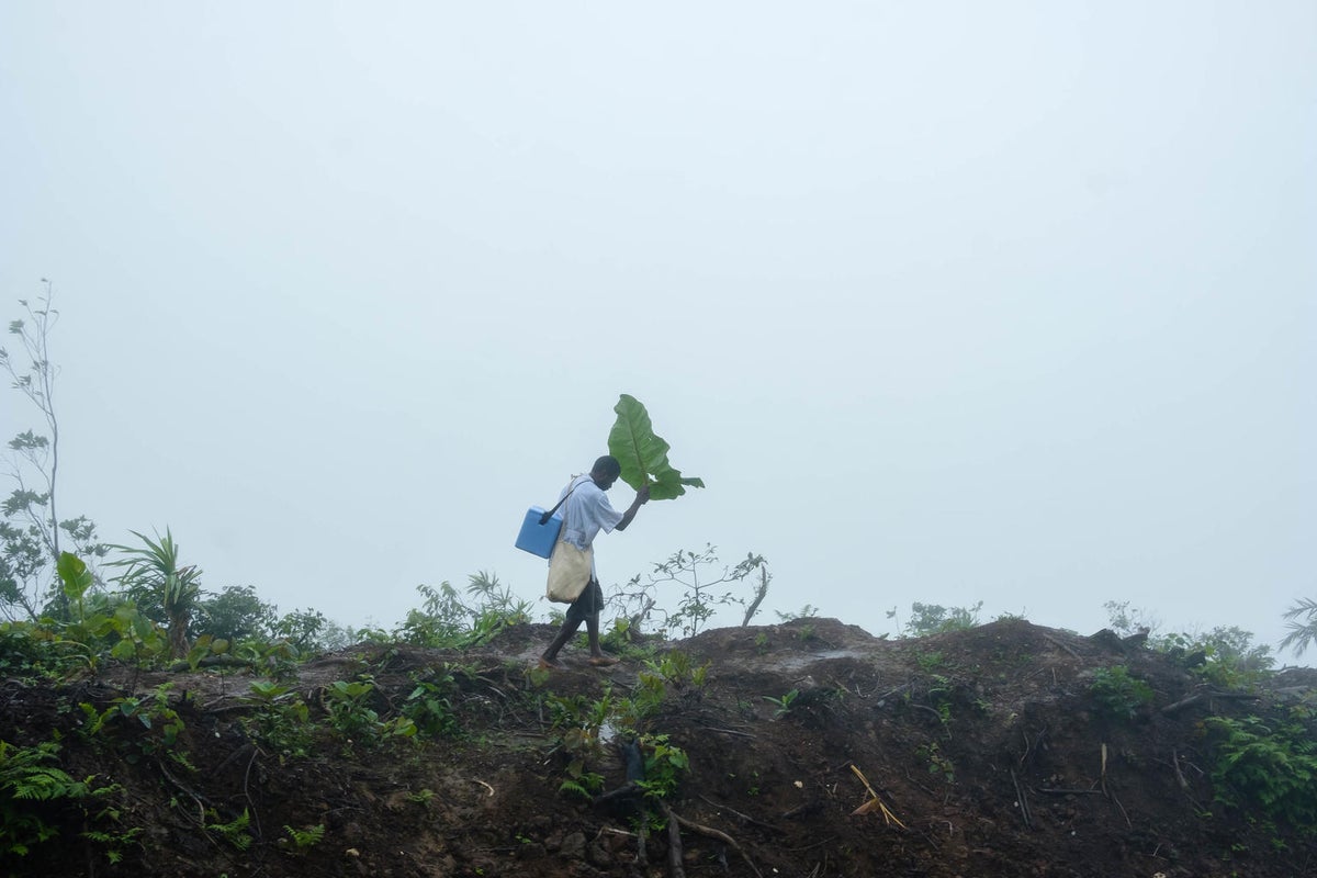 A man is walking on rocky terrain. He us using a banana leaf to cover his head from the rain.
