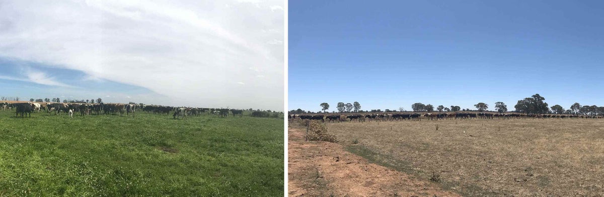 A before and after shot of Hayley's farm in Finley, NSW. The images are taken on three or so years apart. Images supplied by Hayley.