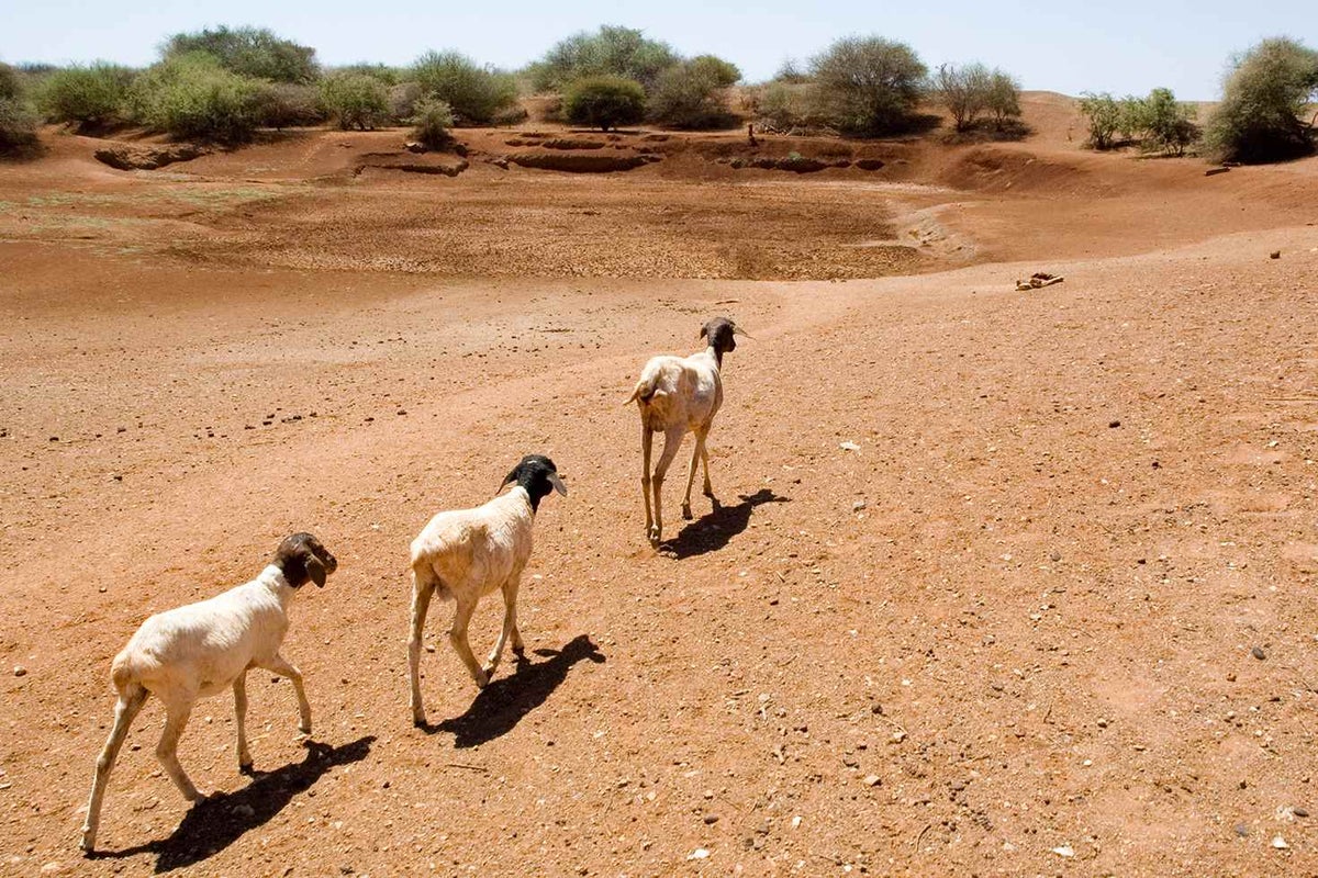 Drought and goats