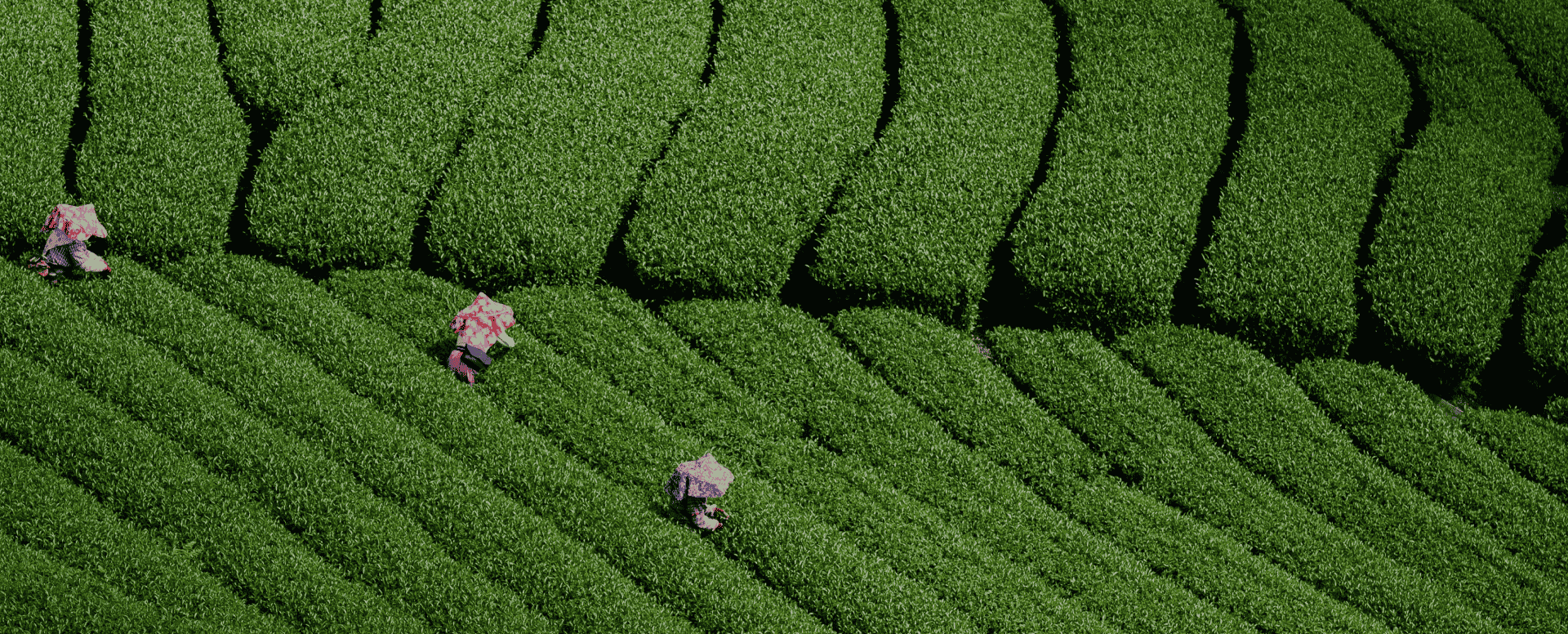 Out Tea Plantation (1).png