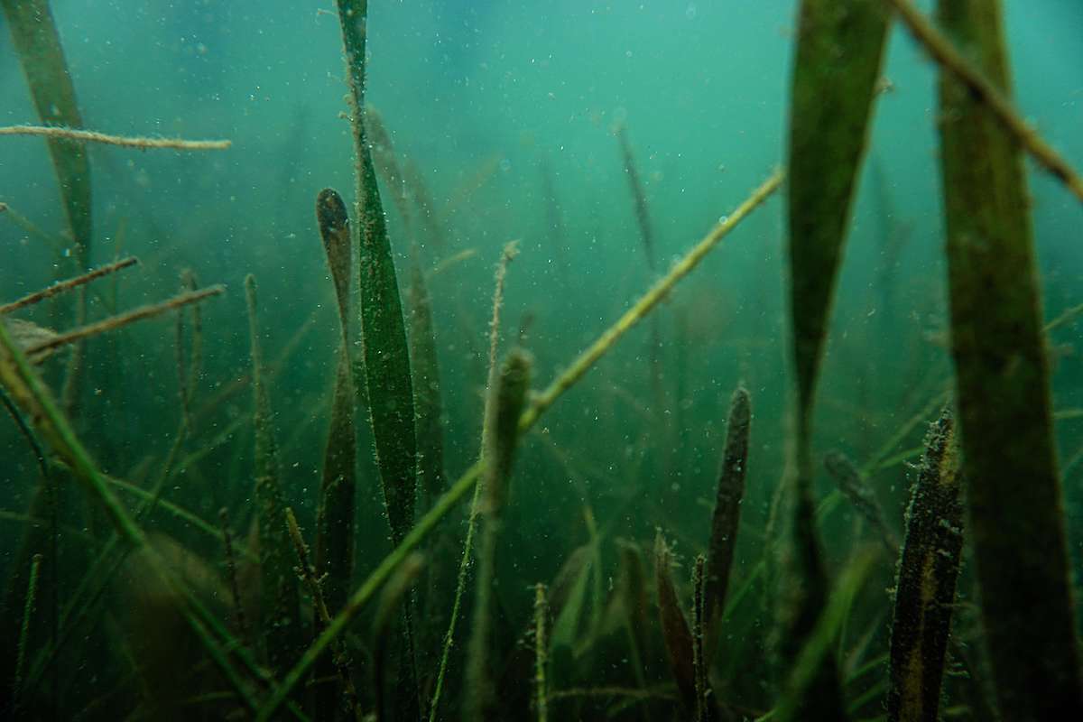 Plants growing underwater