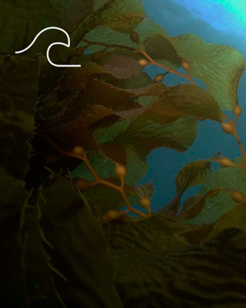 Kelp Blue