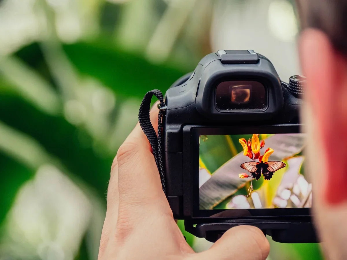 A person takes a photo of a butterfly, which can be seen on their DSLR camera's screen