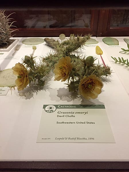 A glass cholla on display, crafted by Leopold and Rudolf Blaschka, 1896, Harvard Museum of Natural History (author’s photo)