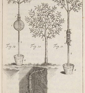 Experiment on pear tree roots, in Stephen Hales, ﻿<i>Vegetable Staticks</i> (1727), Linda Hall Library