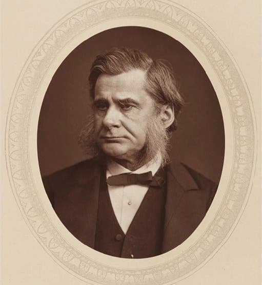 Portrait of Thomas Henry Huxley, X Club member, photograph, 1881, National Portrait Gallery (npg.org.uk)