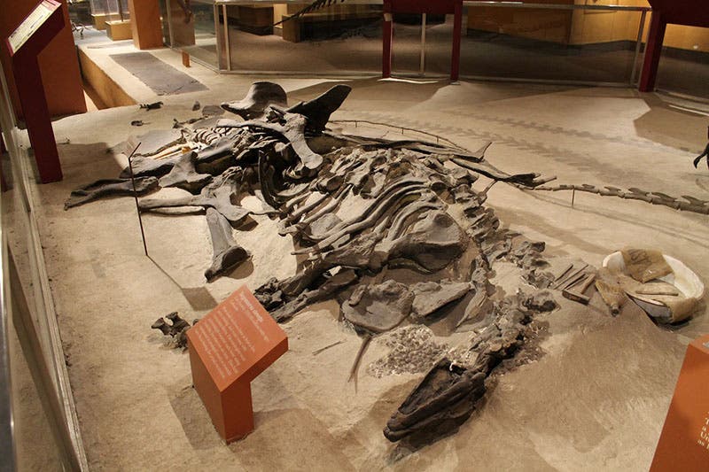 The <i>Stegosaurus</i> mount in the National Museum of Natural History, modern photo (dinosours blog on wordpress.com)