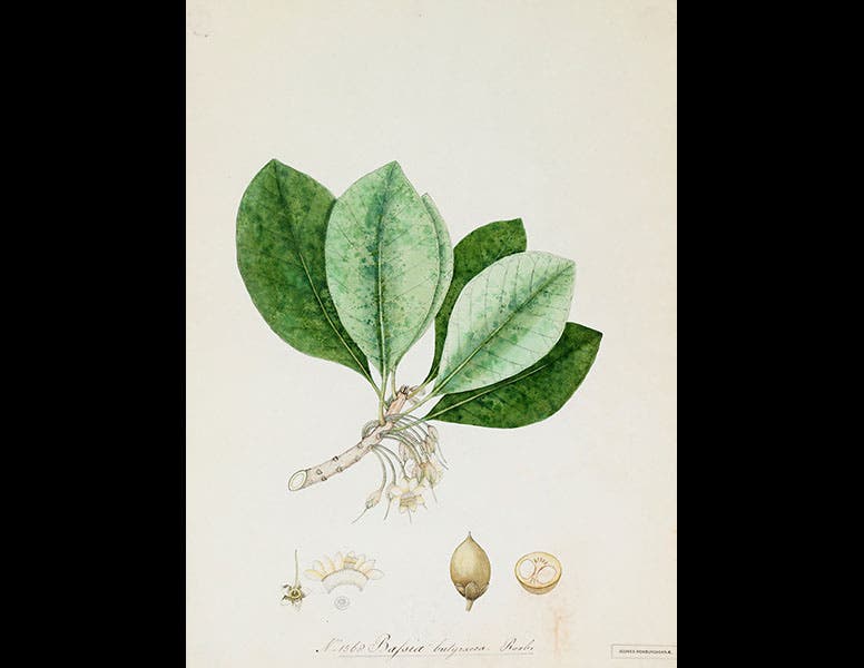 Royal Botanic Gardens, Kew