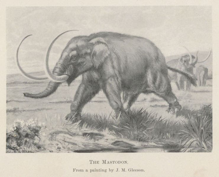 Mastodon, drawing by J.M. Gleeson, in Animals before Man in North America, by Frederic A. Lucas, 1902 (Linda Hall Library)