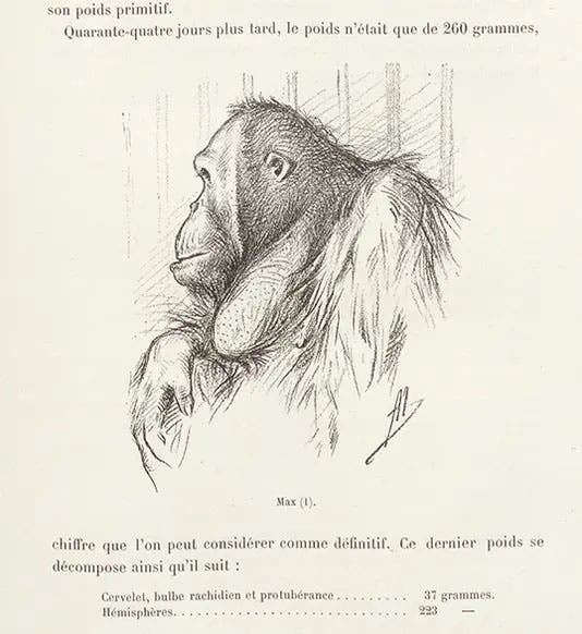 Max the orangutan, at the Paris menagerie, pencil-sketch by Adolphe Millot, in Nouvelles Archives du Muséum d’Histoire Naturelle, ser. 3, vol. 7, 1895 (Linda Hall Library) 