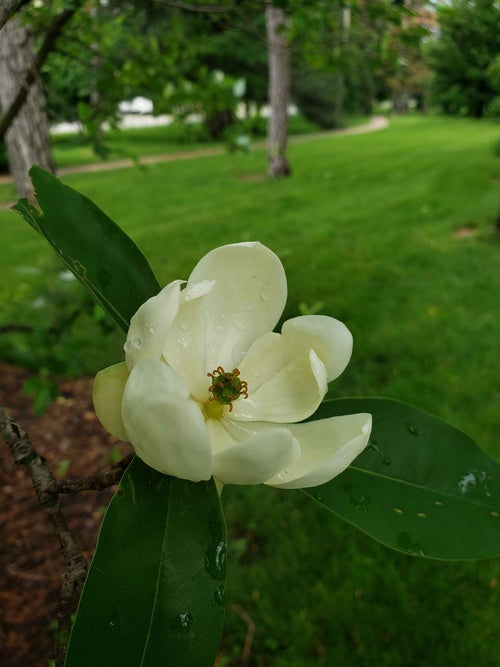 Sweetbay Magnolia flower