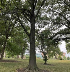 Texas Red Oak summer