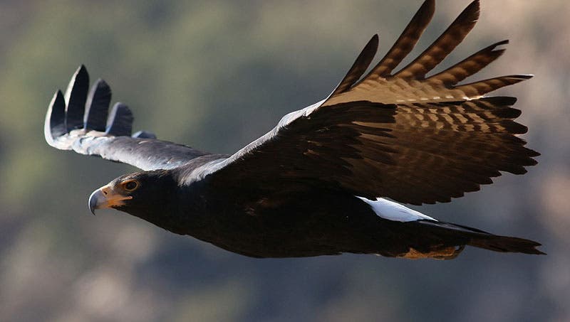 Aquila verreauxii, Verreaux’s eagle, recent photo (Wikipedia commons)