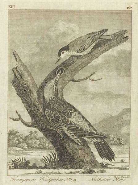 Ferruginous woodpecker and nuthatch, engraving, Thomas Pennant, Arctic Zoology, 1792 (Linda Hall Library)