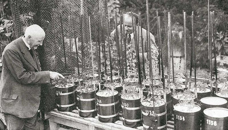 Hermann Hellriegel (left) with sand-culture-grown legumes, undated photograph, Hochschule Anhalt (hs-anhalt.de)